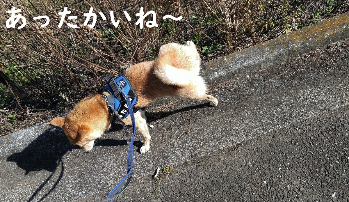 f:id:hanatara:20211031102950j:plain