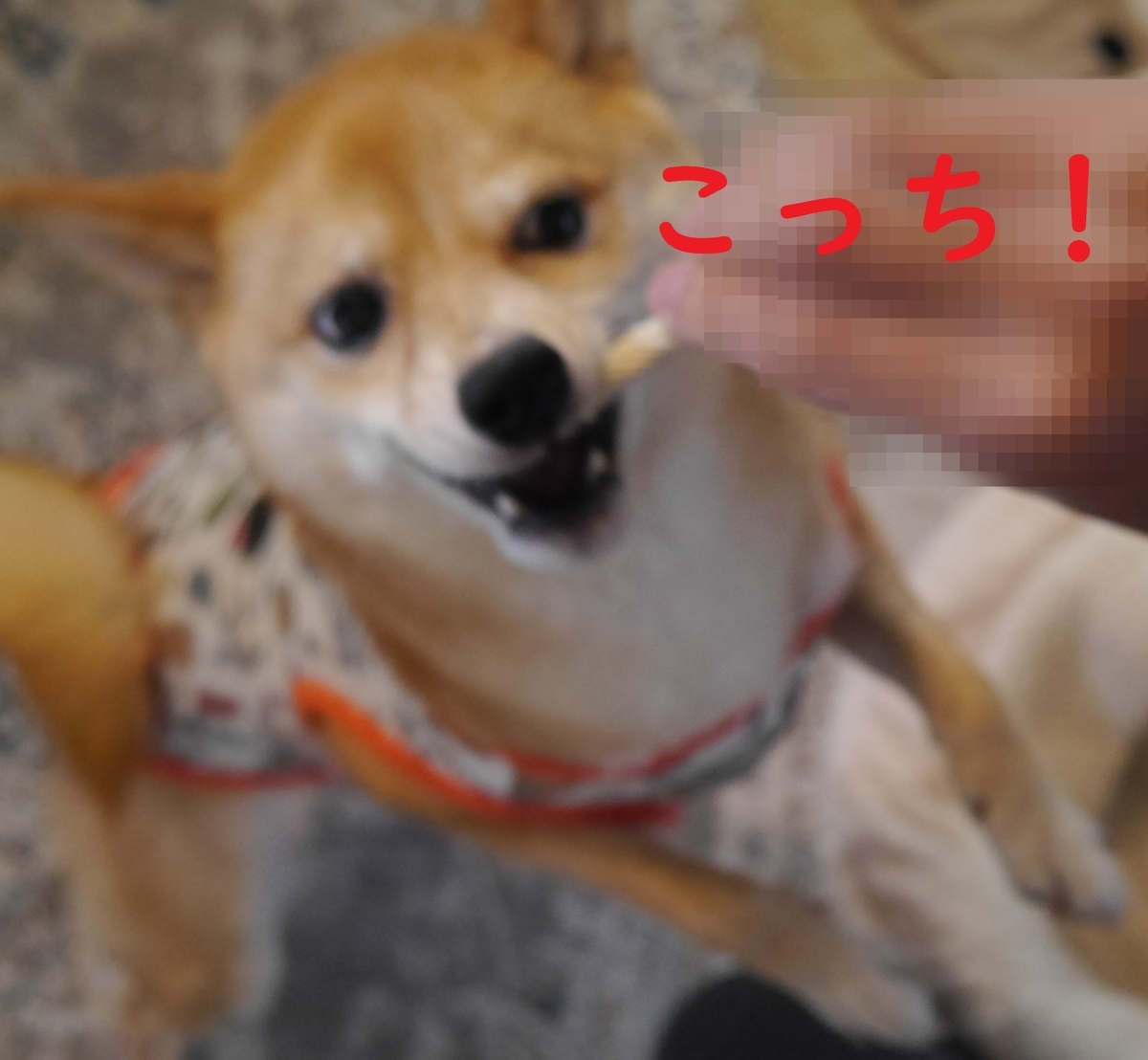 f:id:hanatara:20211031111105j:plain