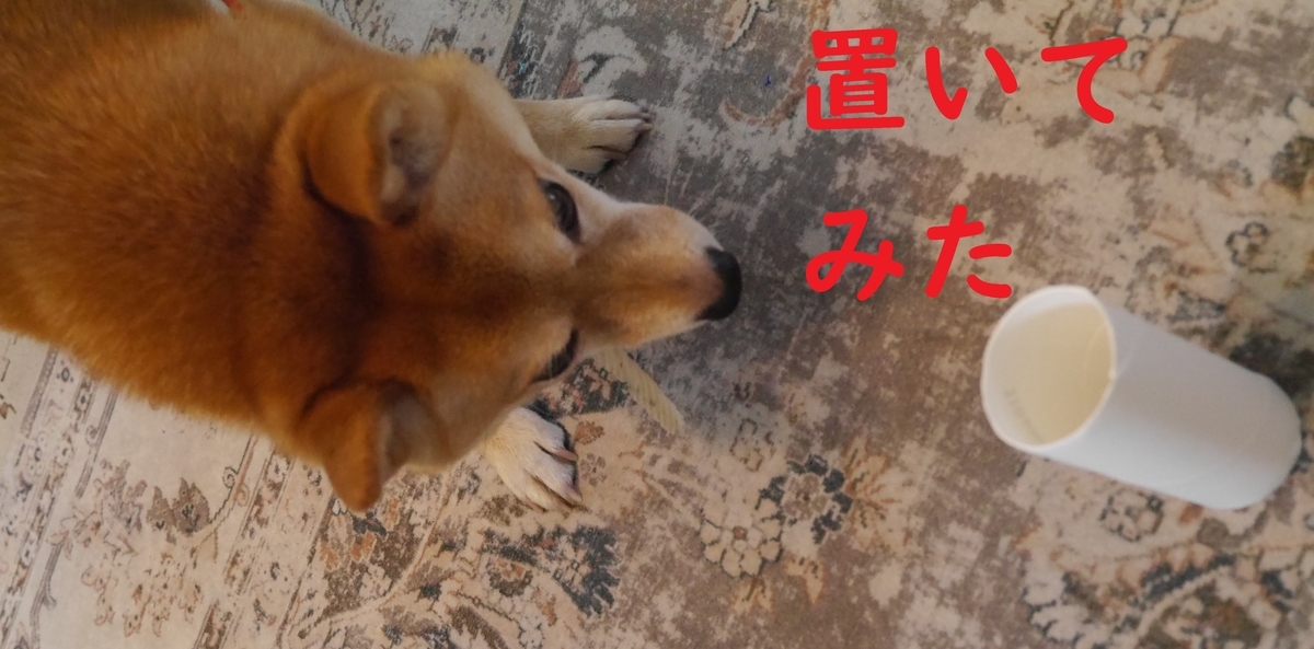 f:id:hanatara:20211031111705j:plain