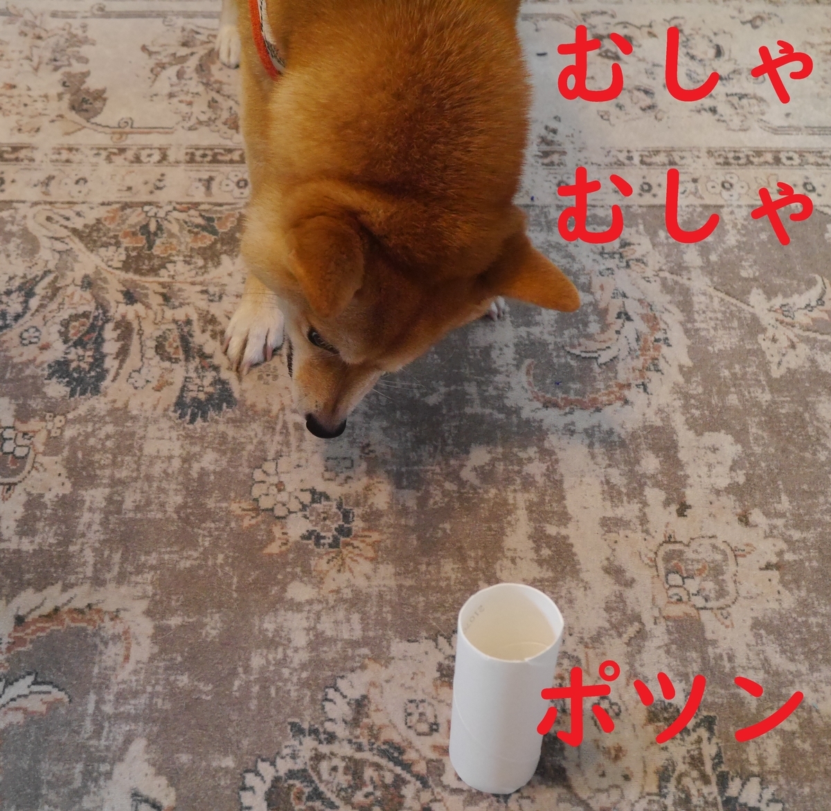 f:id:hanatara:20211031111904j:plain