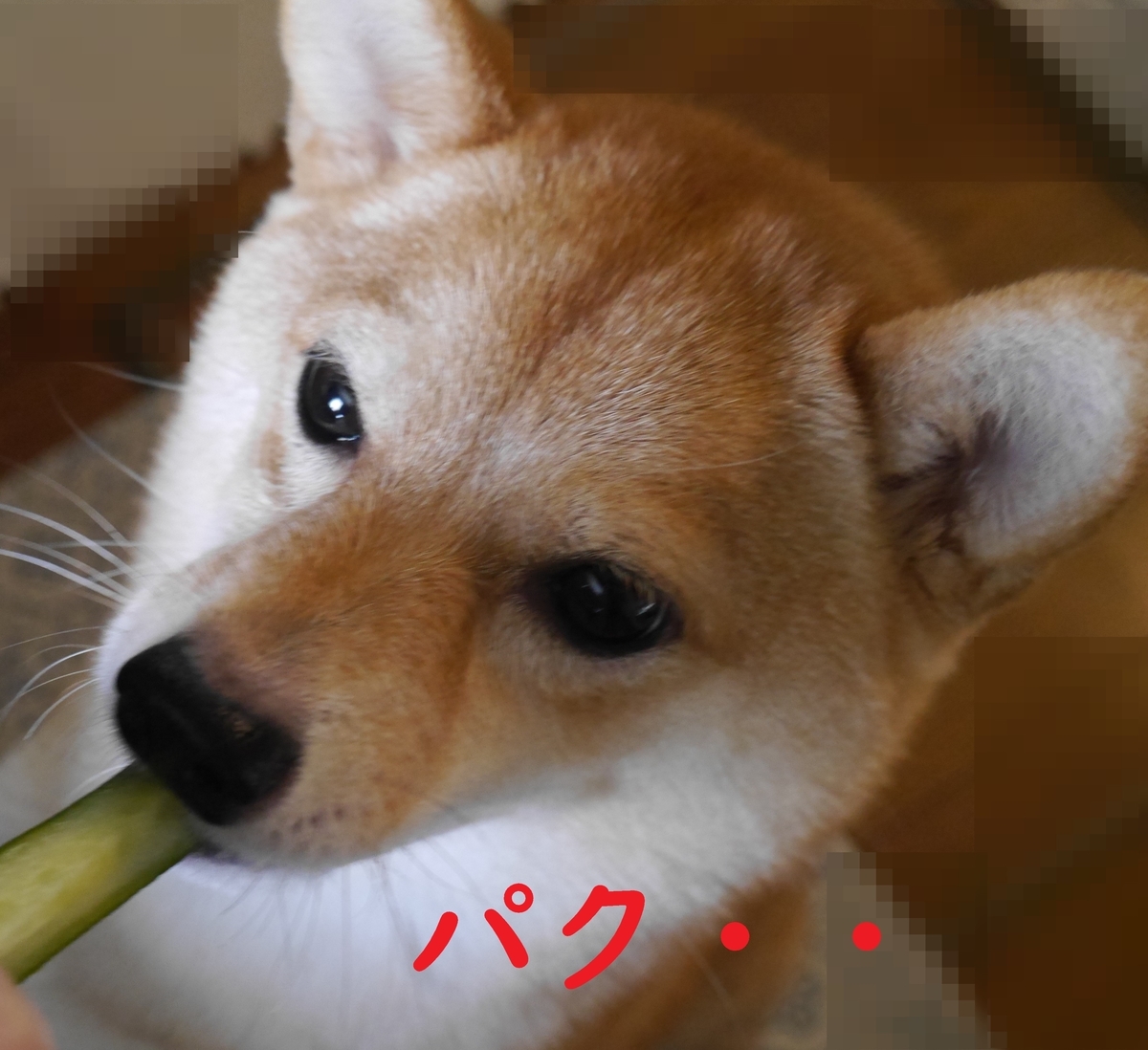 f:id:hanatara:20211121090652j:plain