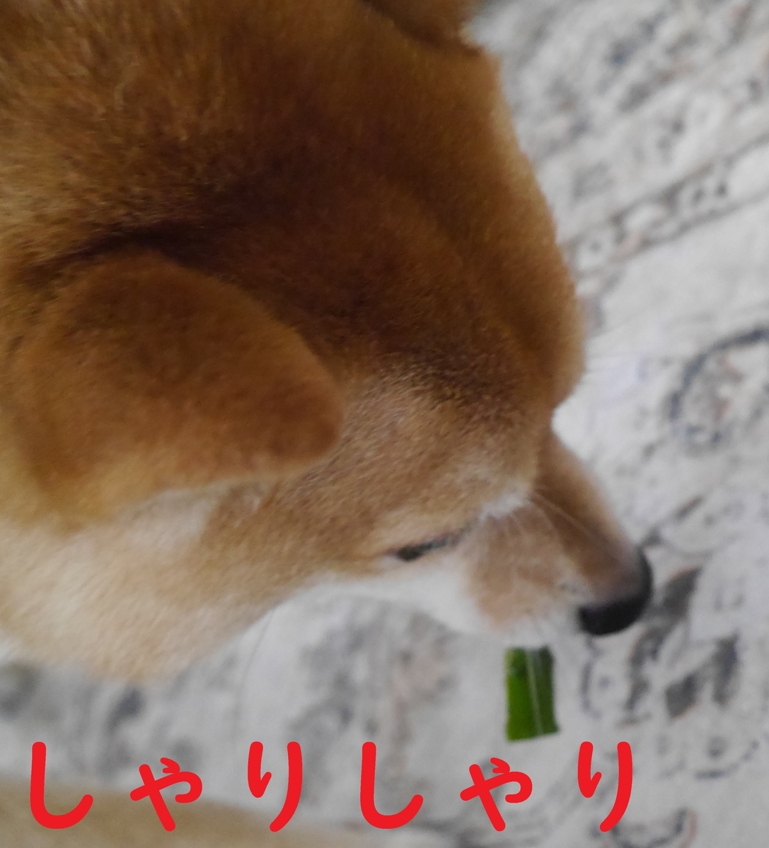 f:id:hanatara:20211121090745j:plain