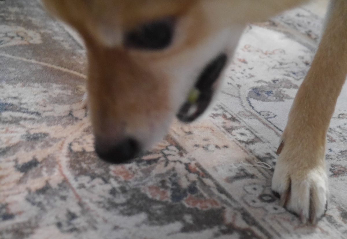 f:id:hanatara:20211121090950j:plain