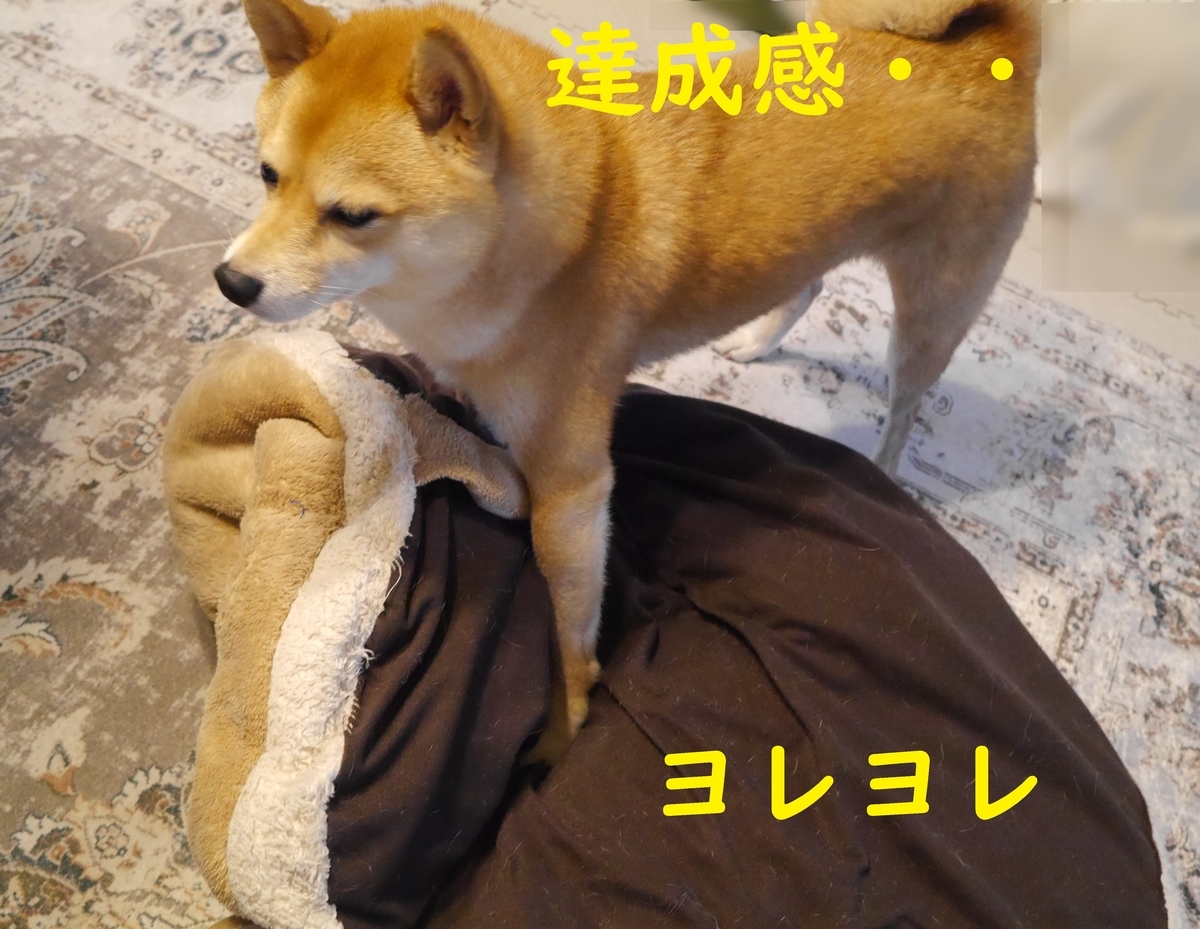 f:id:hanatara:20211121091555j:plain