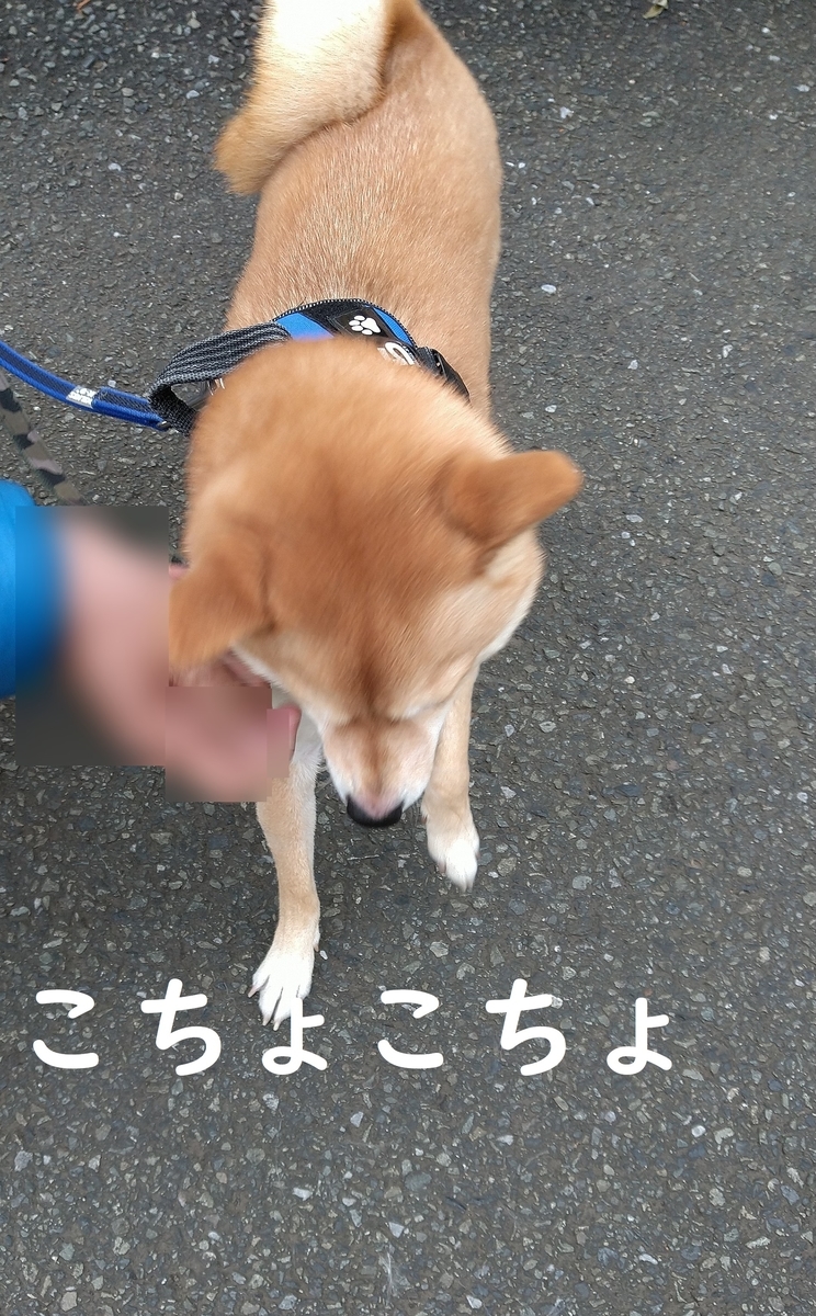 f:id:hanatara:20211121125631j:plain
