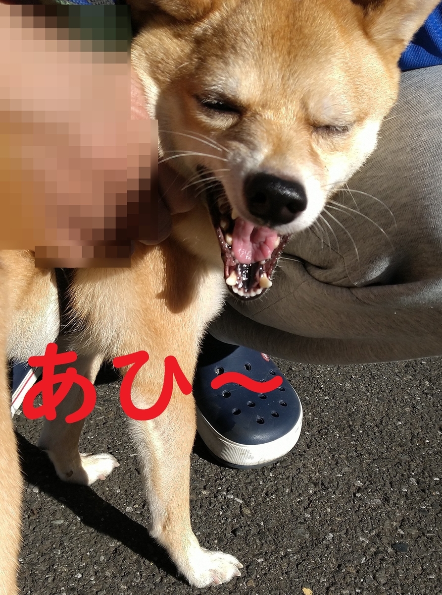 f:id:hanatara:20211121130938j:plain