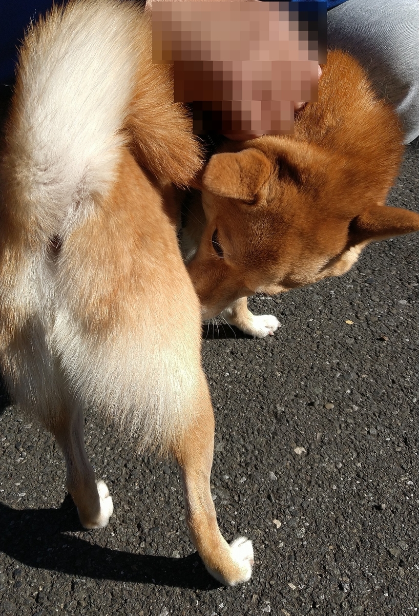 f:id:hanatara:20211121131054j:plain