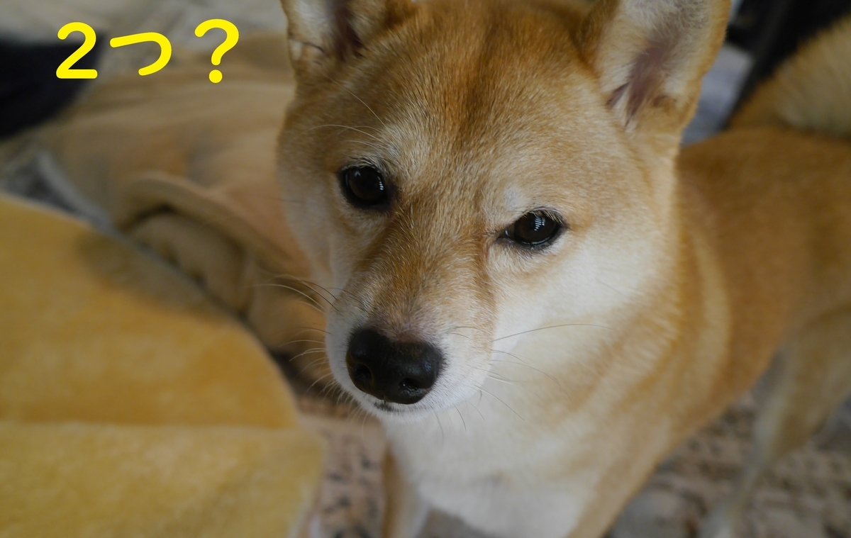 f:id:hanatara:20211123092328j:plain