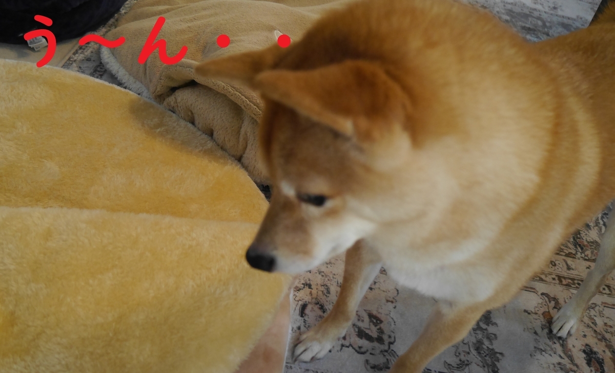 f:id:hanatara:20211123093005j:plain