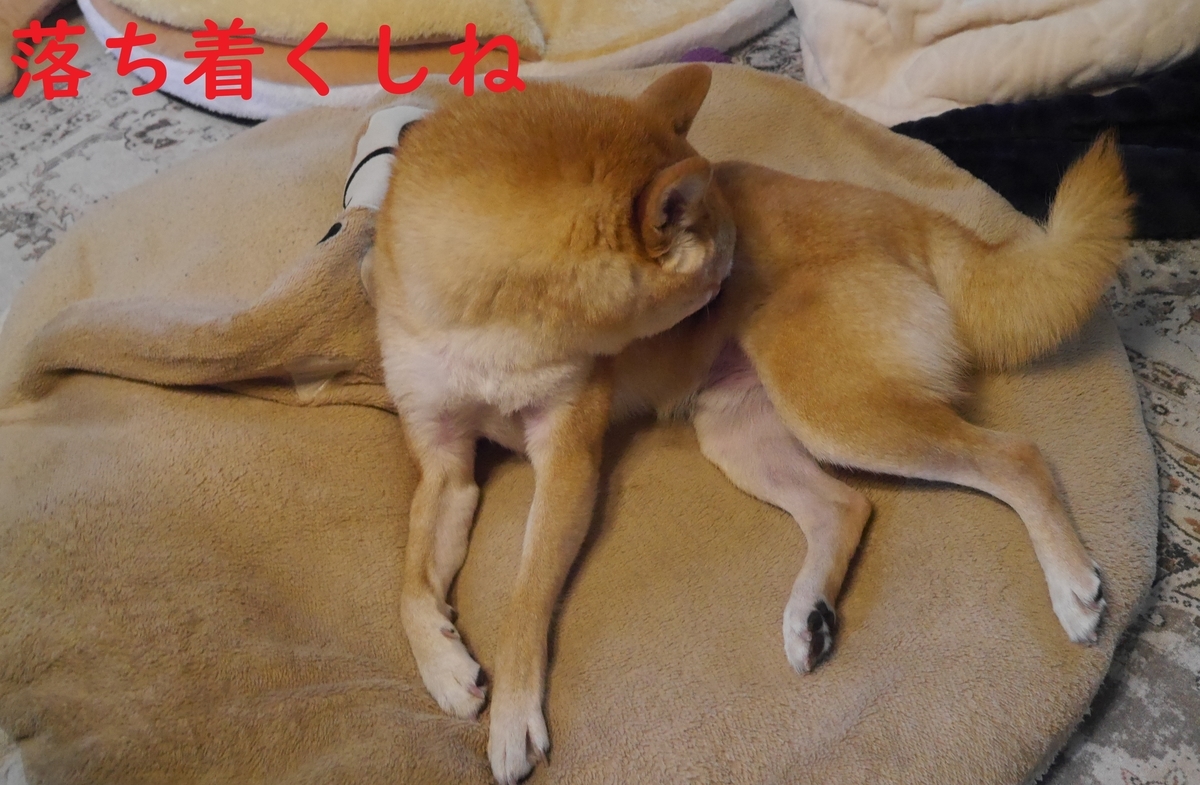 f:id:hanatara:20211123093532j:plain