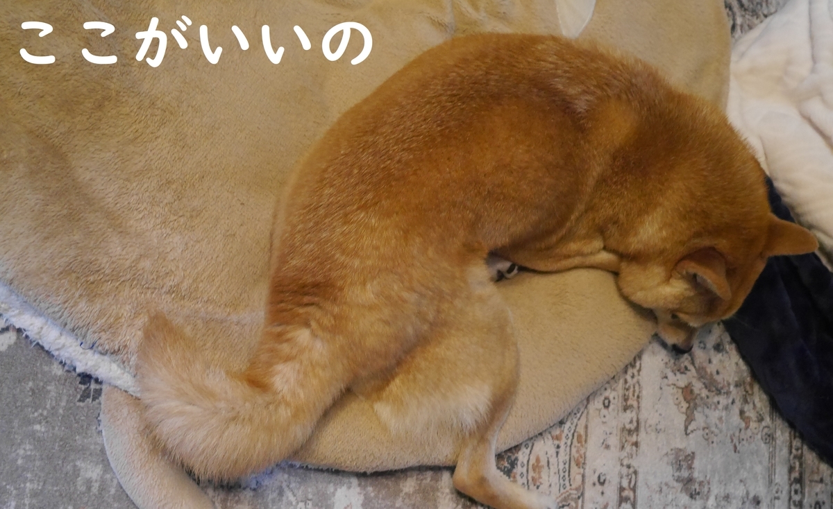 f:id:hanatara:20211123093956j:plain
