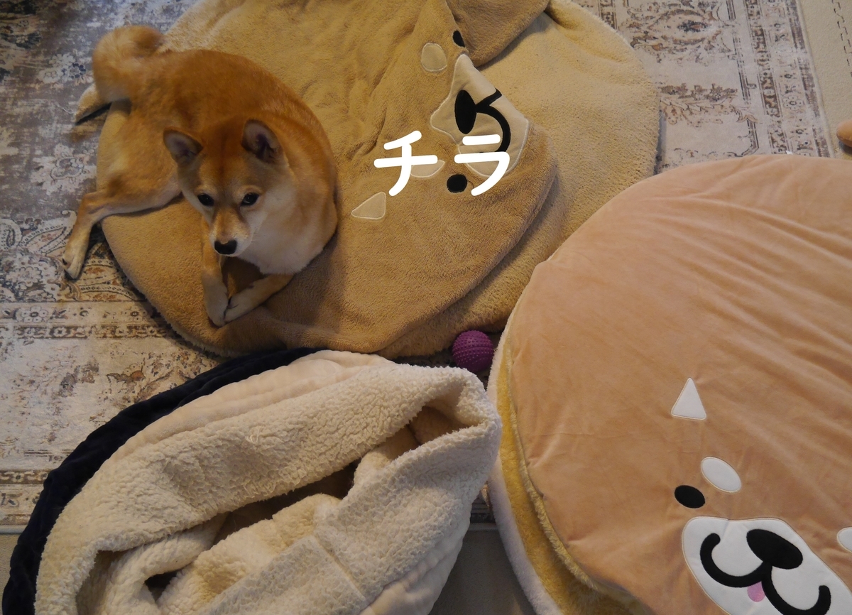 f:id:hanatara:20211123094520j:plain