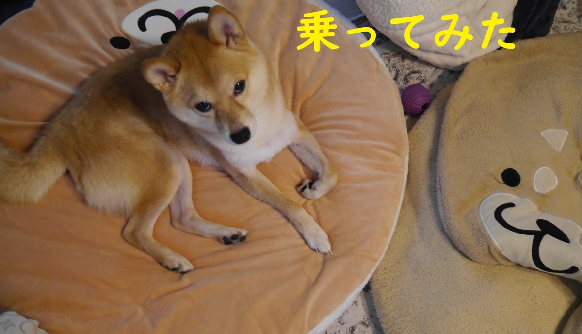 f:id:hanatara:20211123094628j:plain