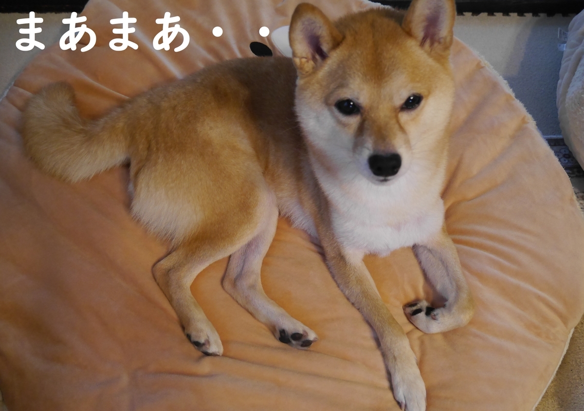 f:id:hanatara:20211123094734j:plain