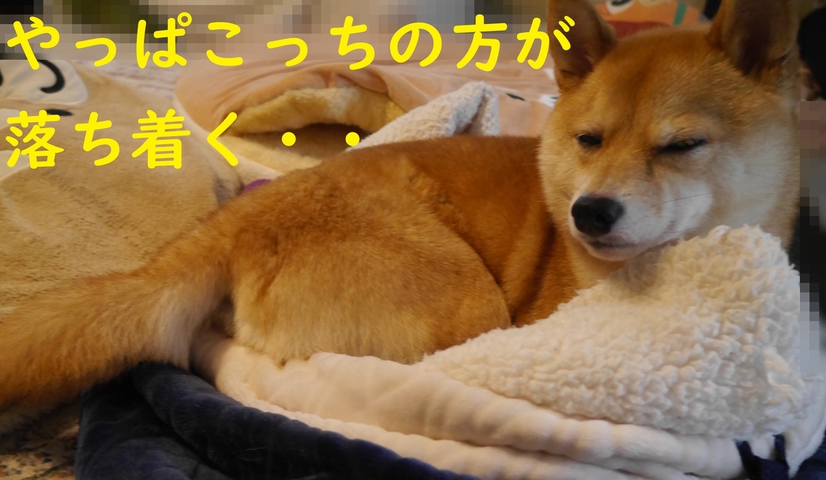 f:id:hanatara:20211123095204j:plain