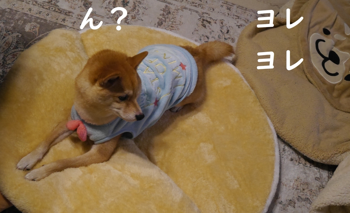 f:id:hanatara:20211123103707j:plain