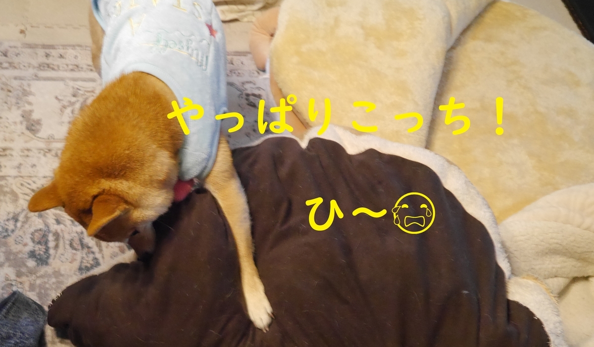 f:id:hanatara:20211123103818j:plain