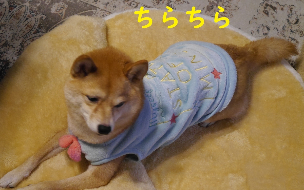 f:id:hanatara:20211123103906j:plain