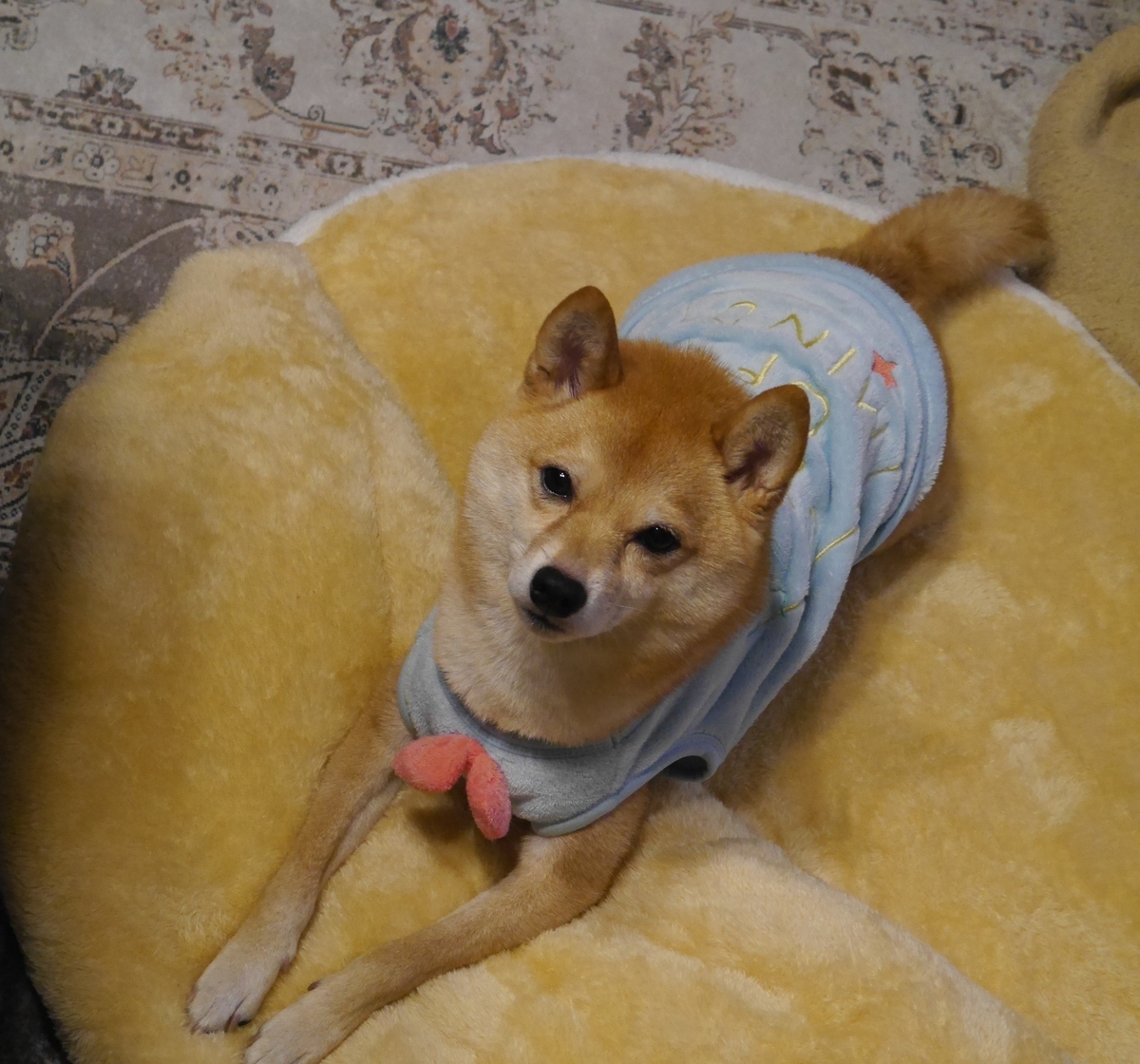 f:id:hanatara:20211123104759j:plain