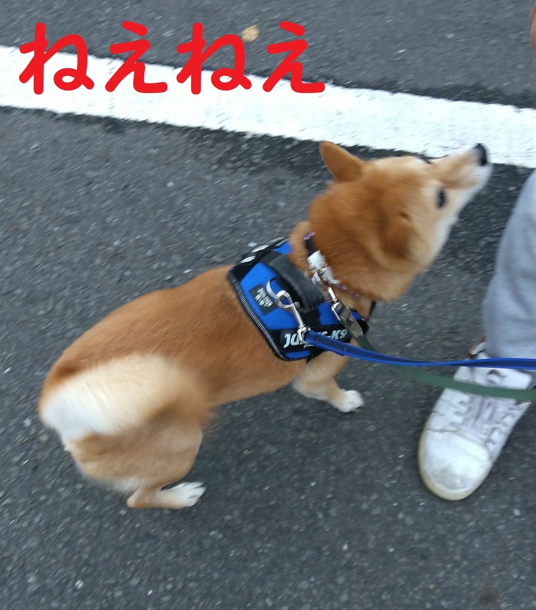f:id:hanatara:20211123111911j:plain