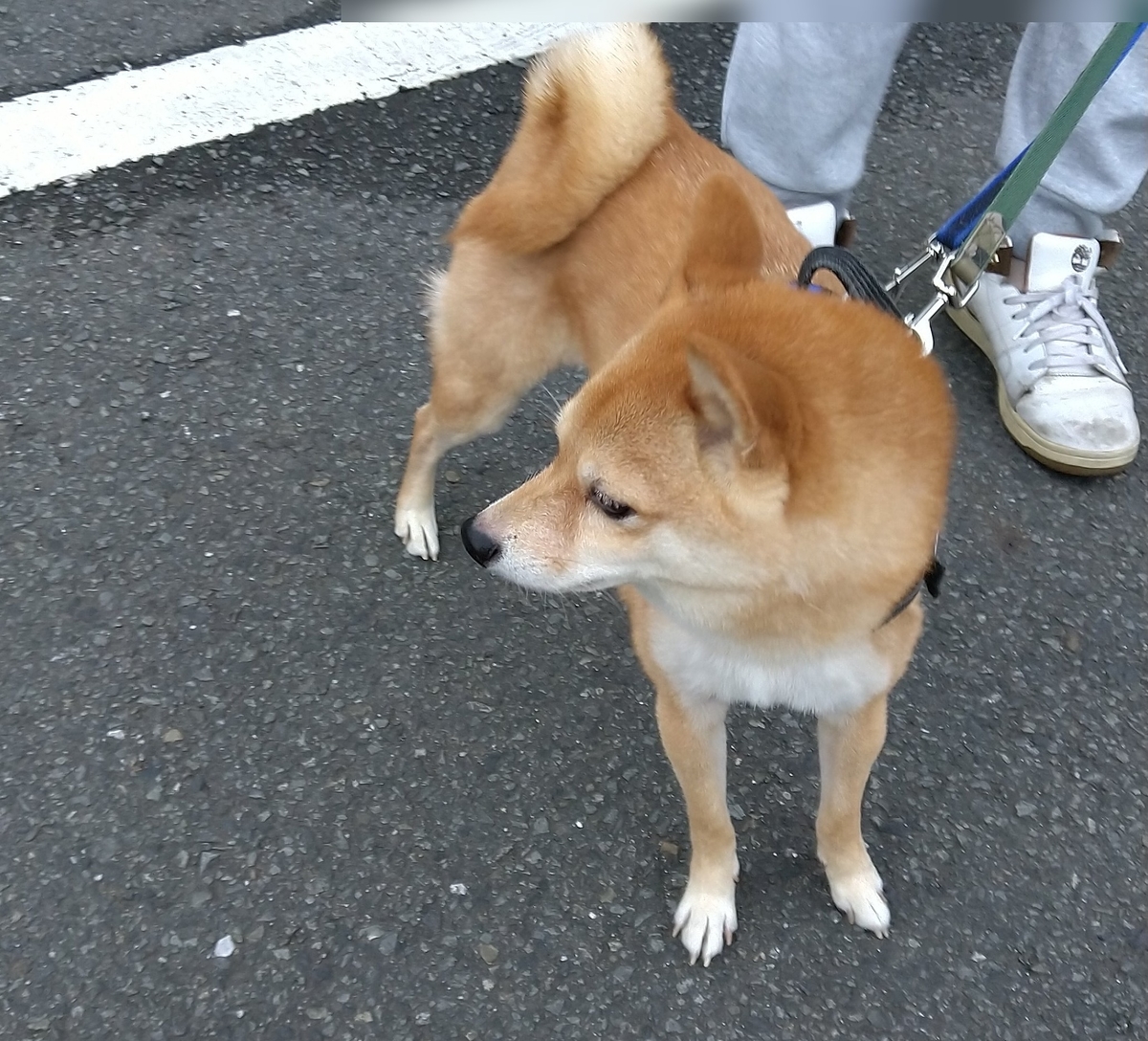 f:id:hanatara:20211123112002j:plain