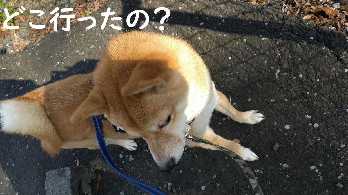f:id:hanatara:20211127085240j:plain