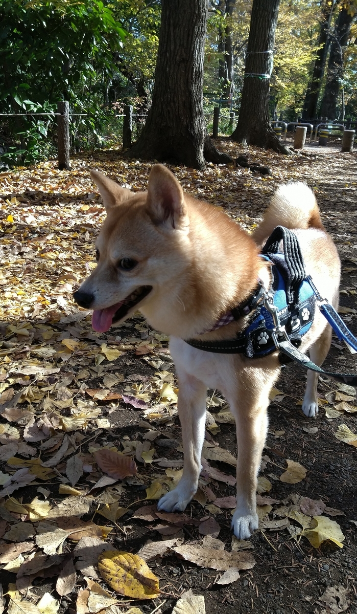 f:id:hanatara:20211207084520j:plain