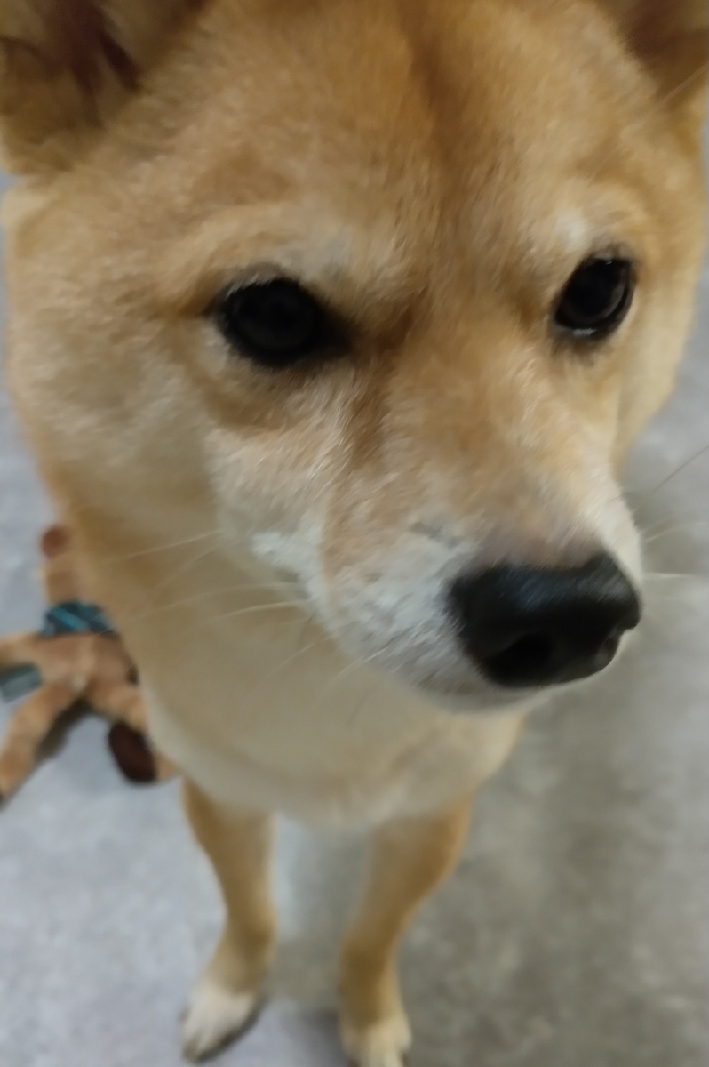 f:id:hanatara:20211211082353j:plain