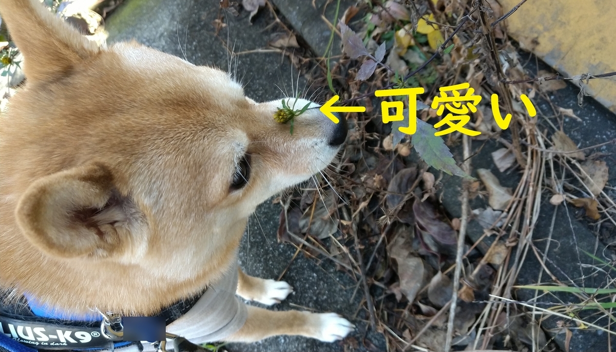 f:id:hanatara:20211217102755j:plain