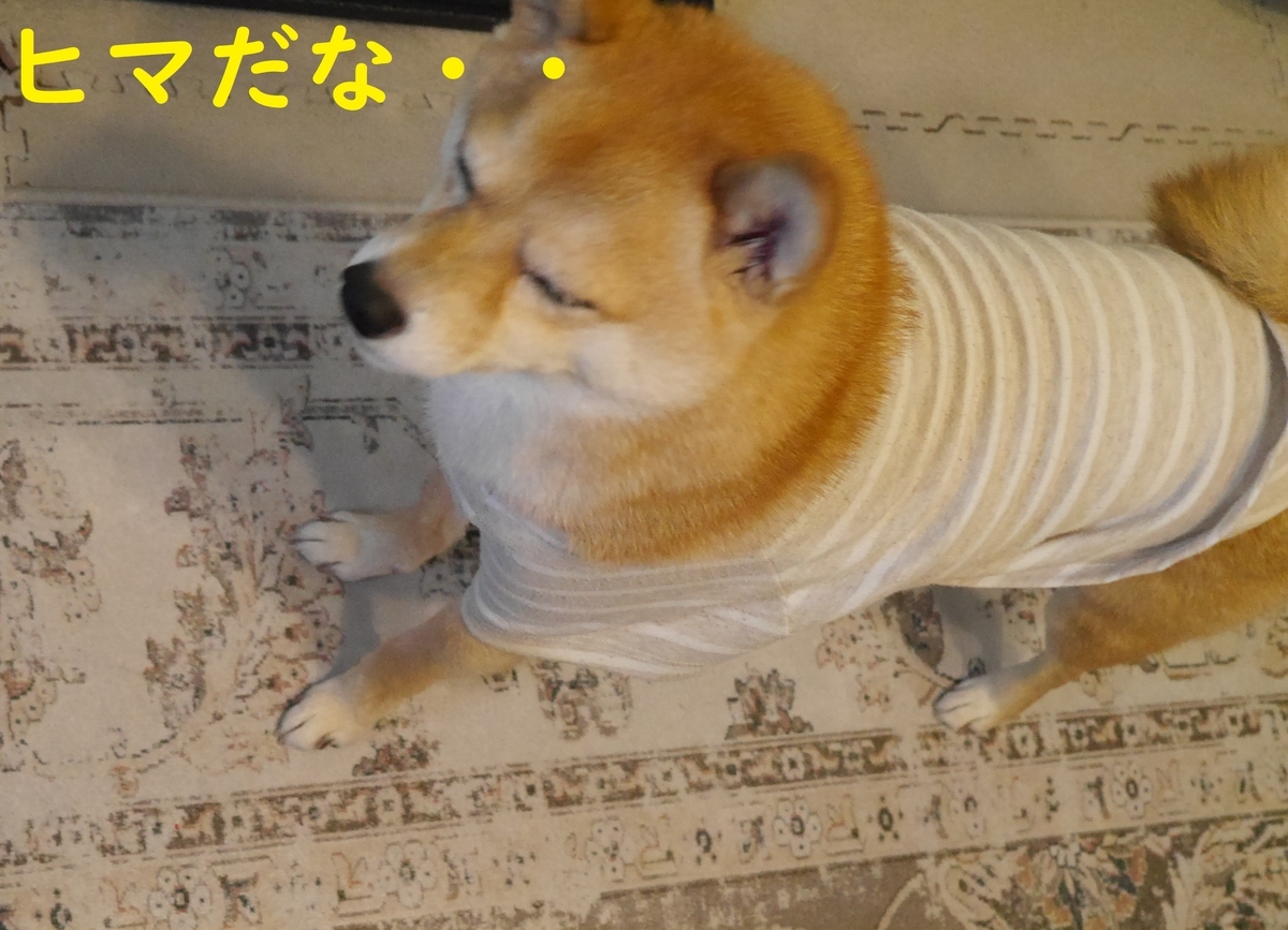 f:id:hanatara:20211217111025j:plain