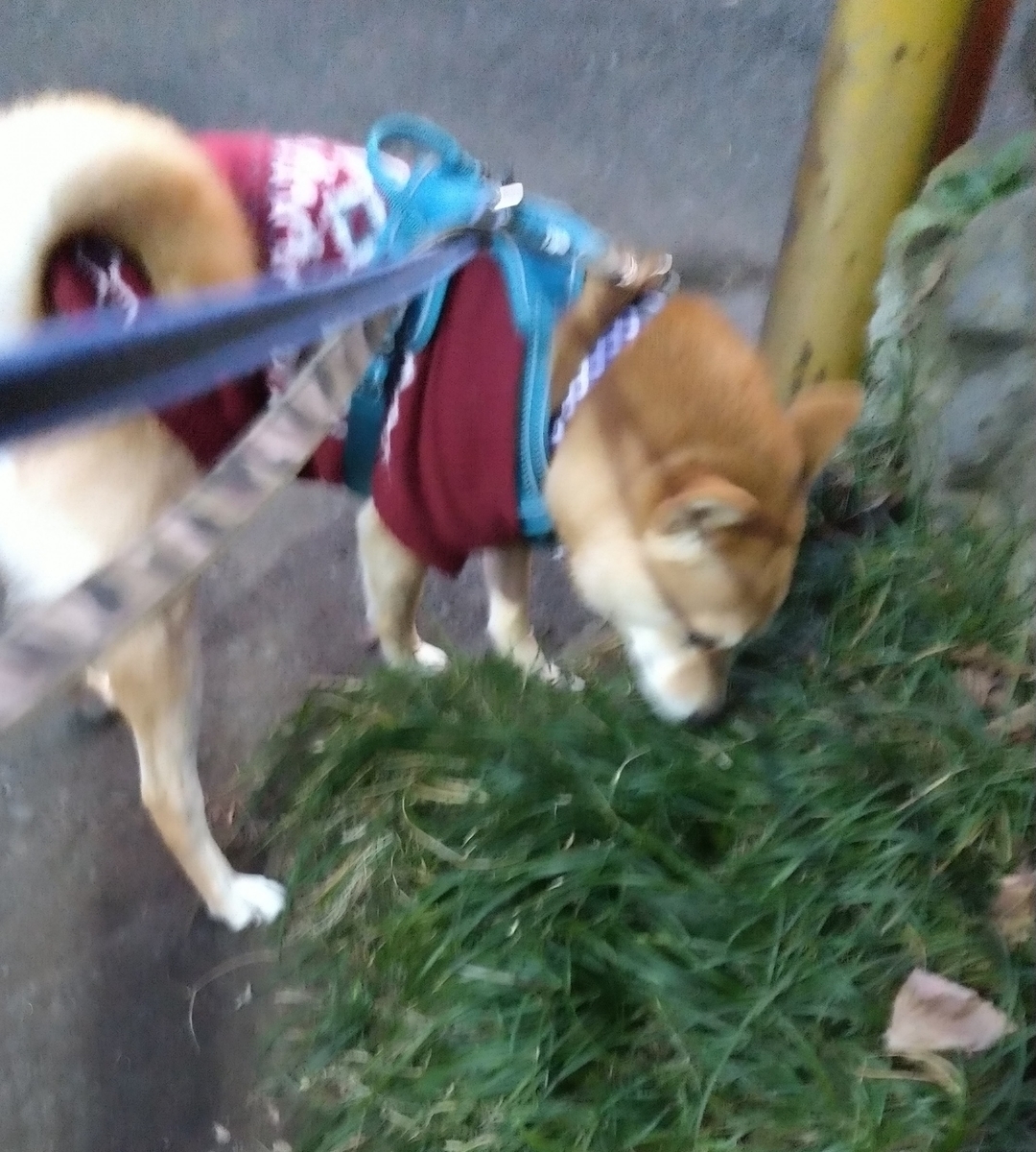 f:id:hanatara:20211226082201j:plain