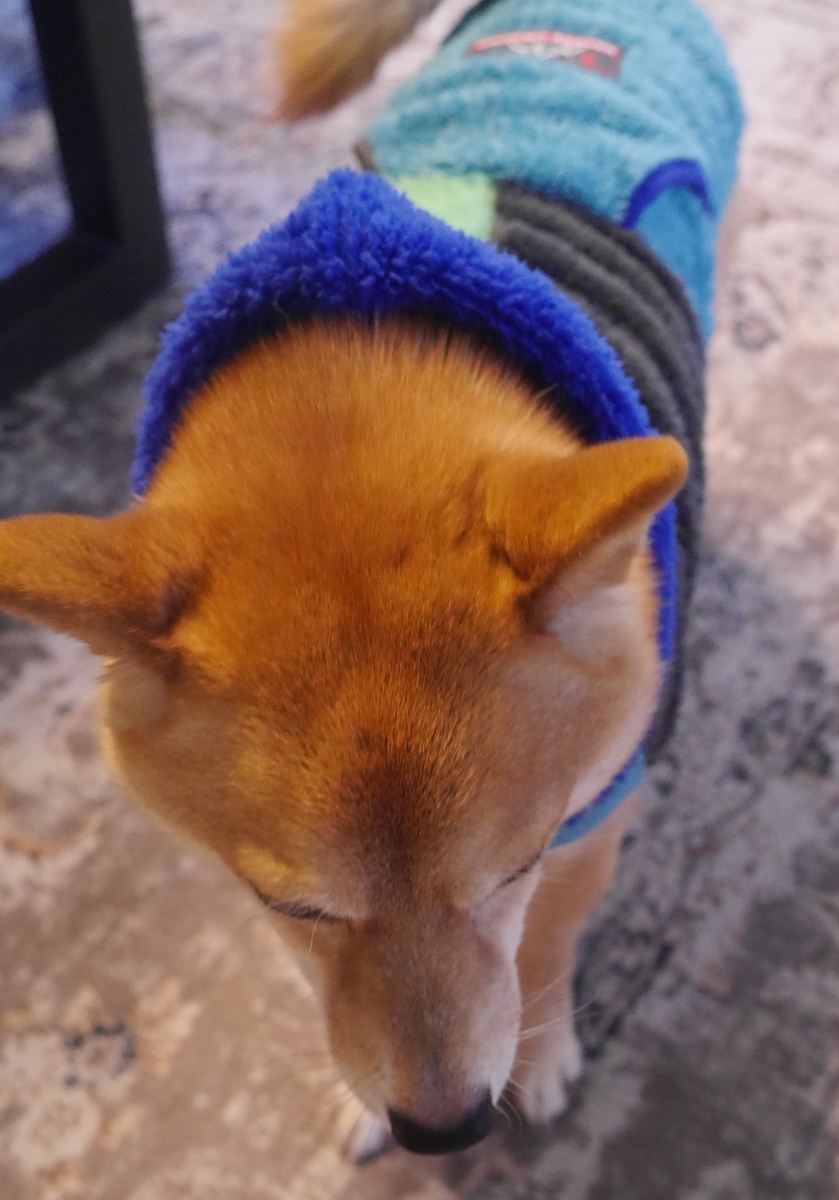 f:id:hanatara:20220103113206j:plain