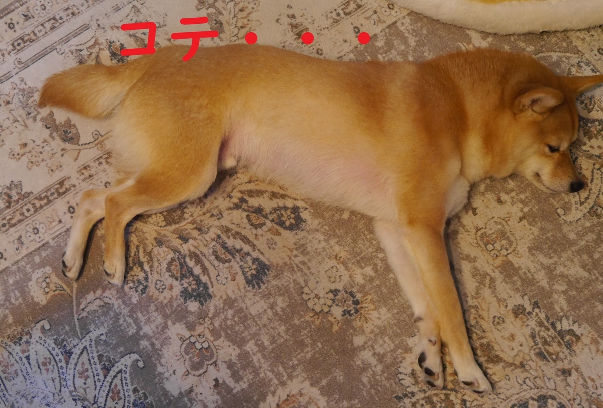 f:id:hanatara:20220112084718j:plain