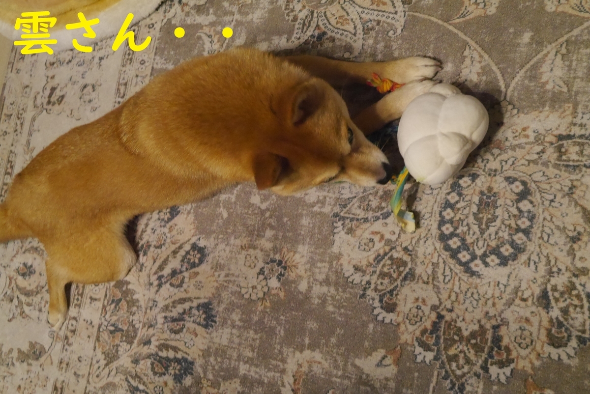 f:id:hanatara:20220112085300j:plain
