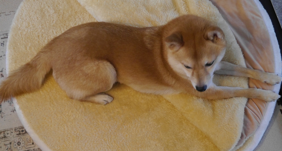 f:id:hanatara:20220115100556j:plain