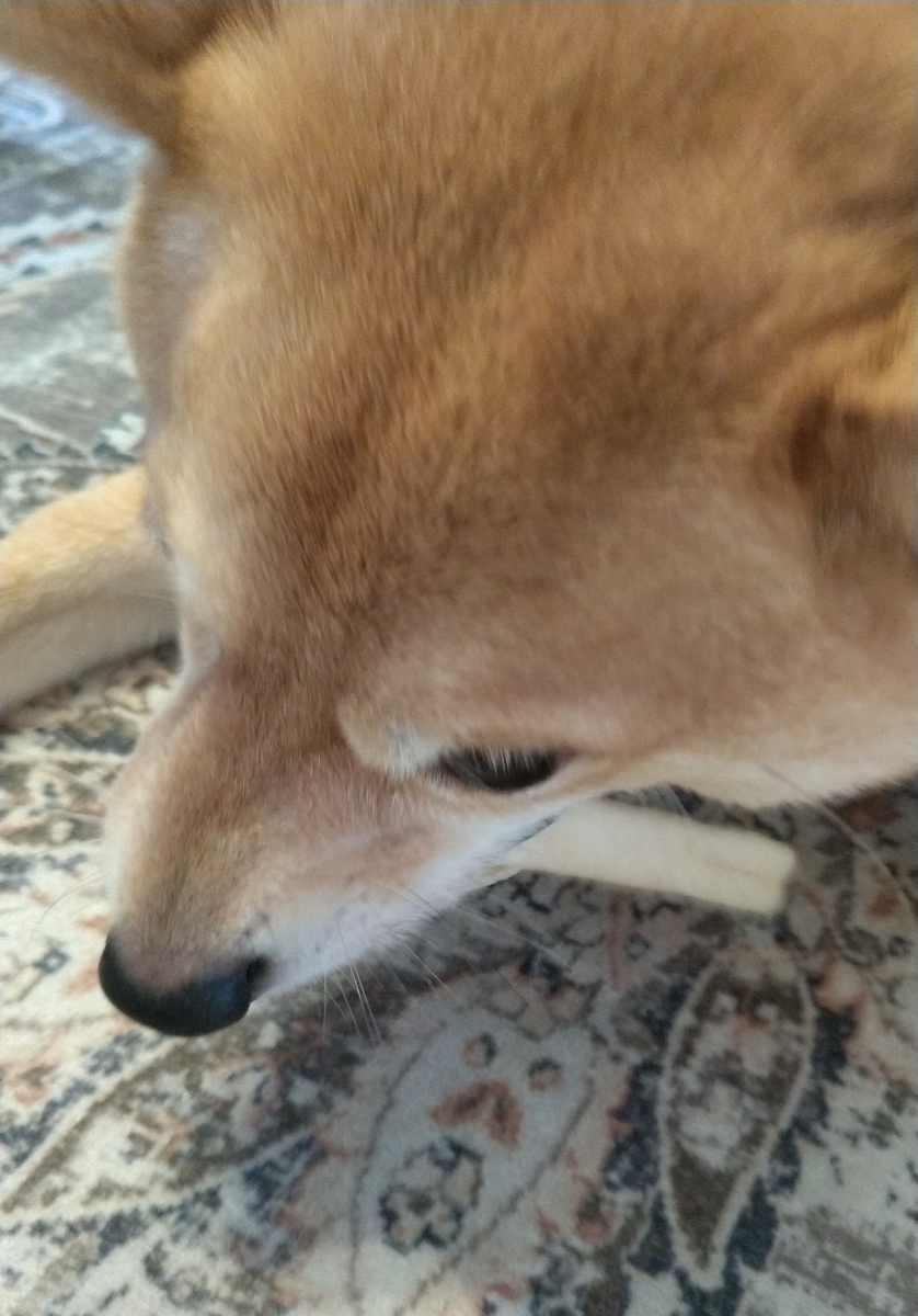 f:id:hanatara:20220123113121j:plain