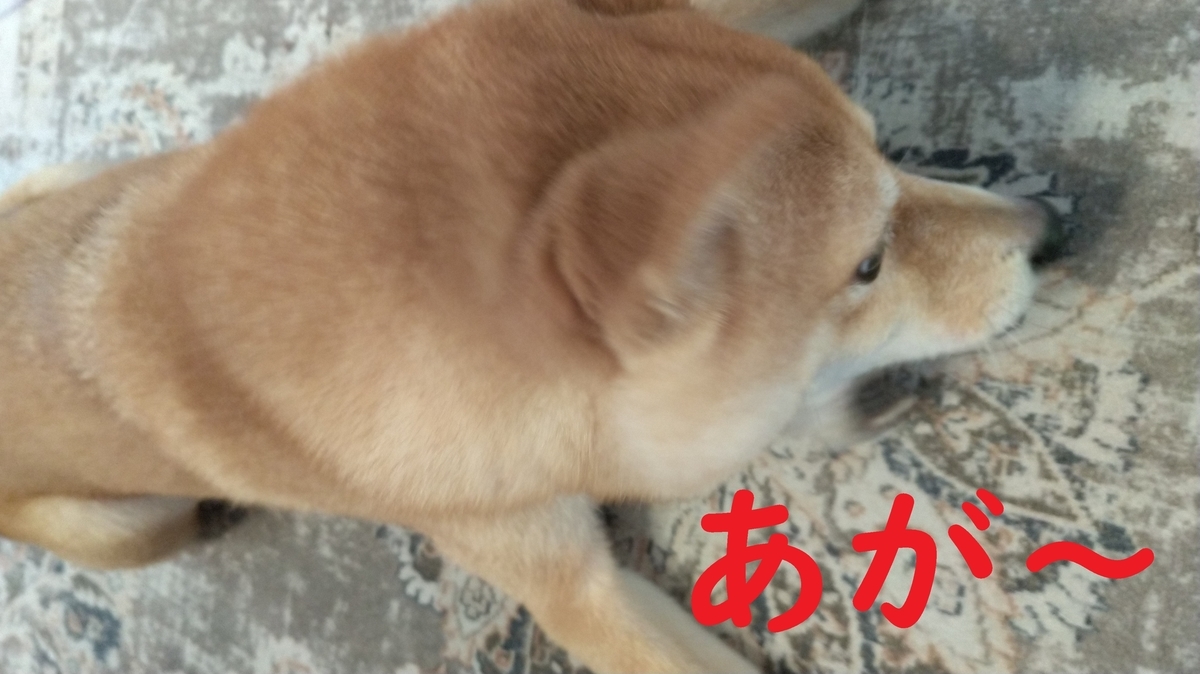 f:id:hanatara:20220123113226j:plain