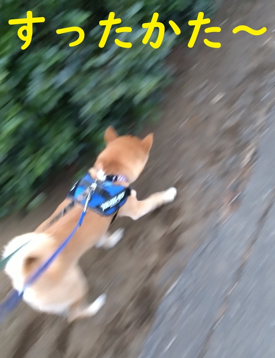 f:id:hanatara:20220129083422j:plain