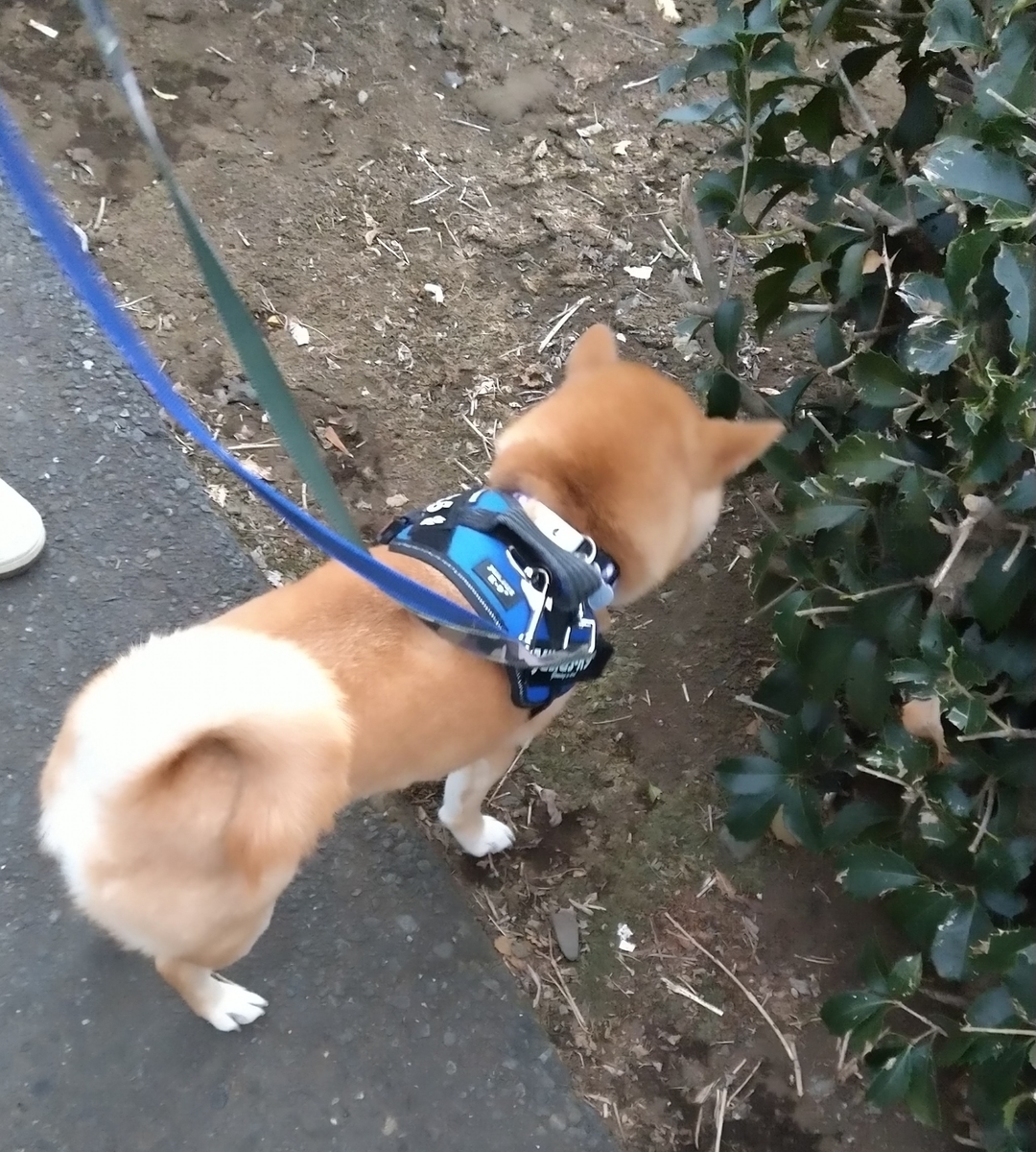 f:id:hanatara:20220129083604j:plain