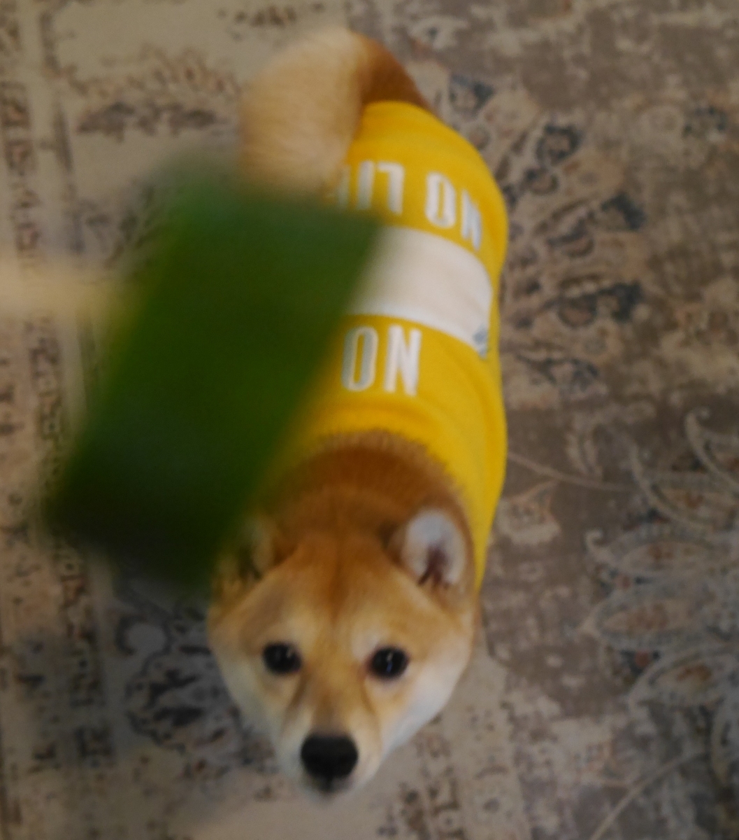 f:id:hanatara:20220201091822j:plain