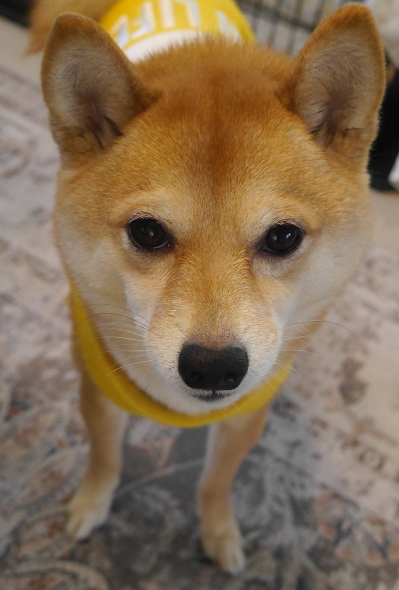 f:id:hanatara:20220201091911j:plain
