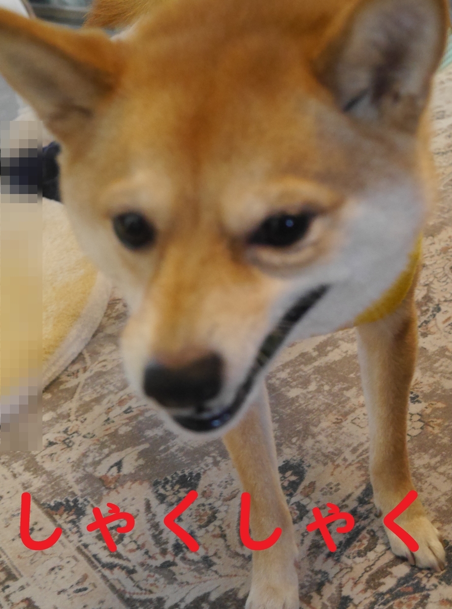 f:id:hanatara:20220201092158j:plain