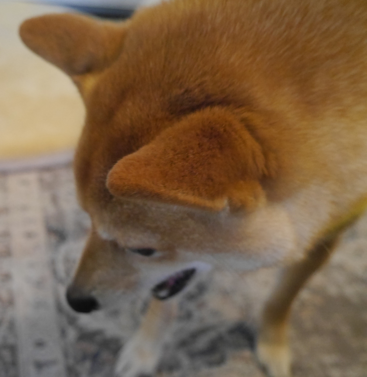 f:id:hanatara:20220201093043j:plain