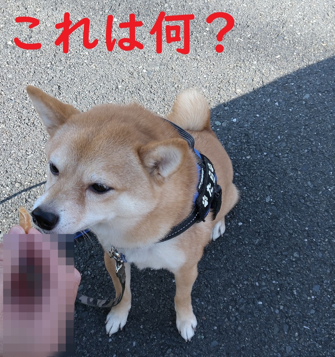f:id:hanatara:20220201094256j:plain