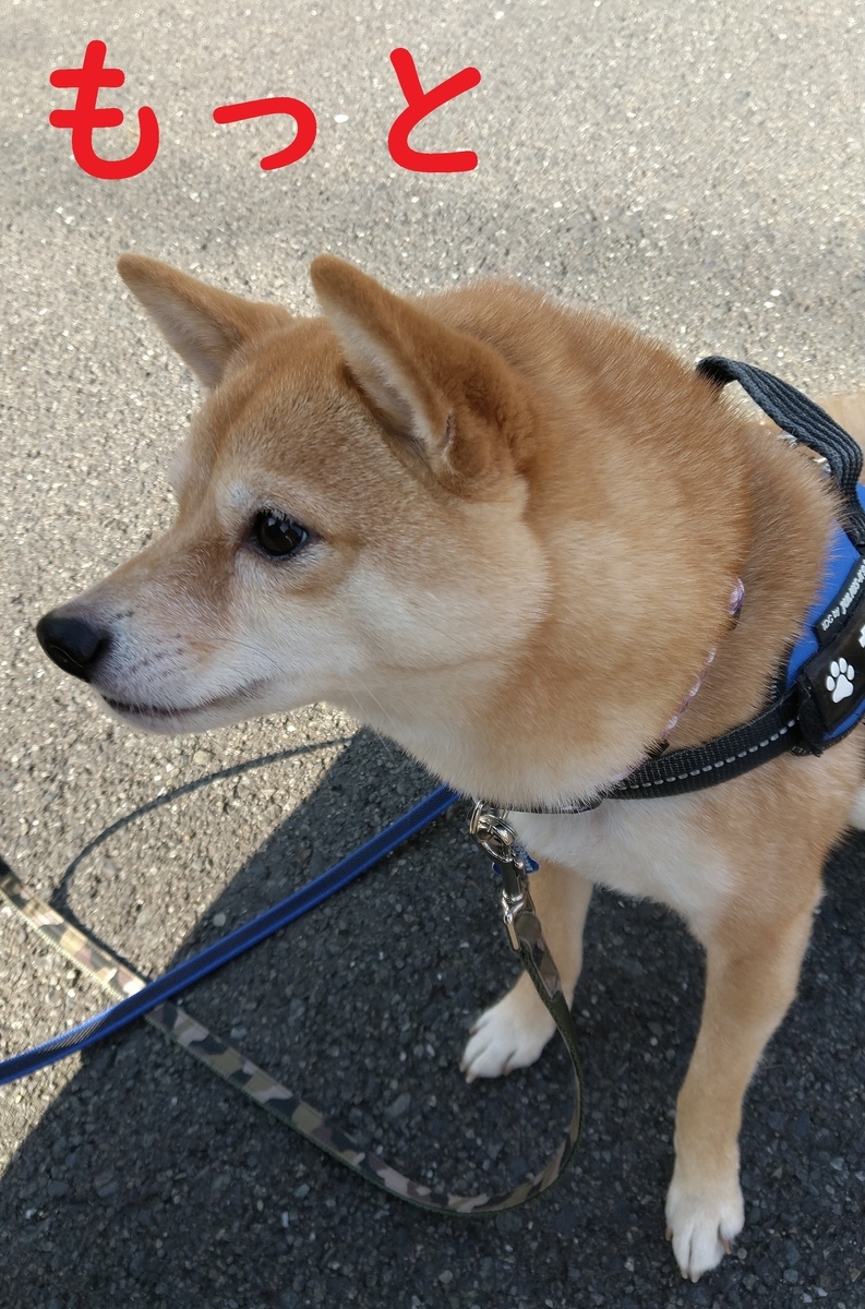 f:id:hanatara:20220201095101j:plain