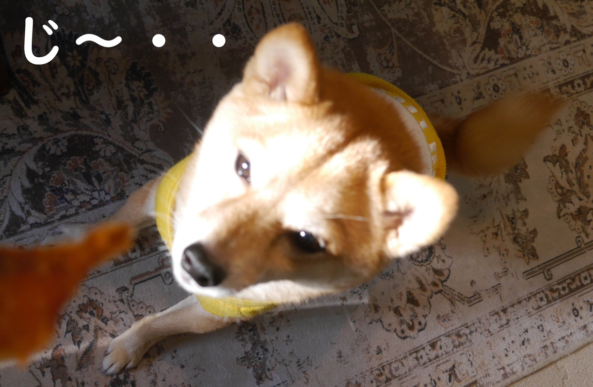 f:id:hanatara:20220206084605j:plain