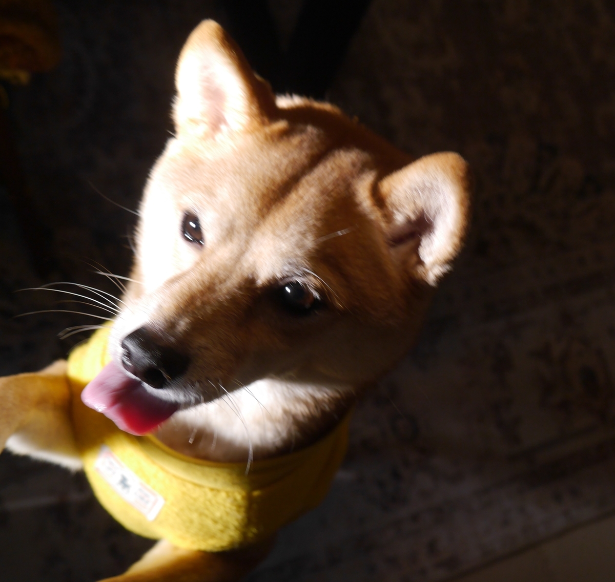 f:id:hanatara:20220206084725j:plain