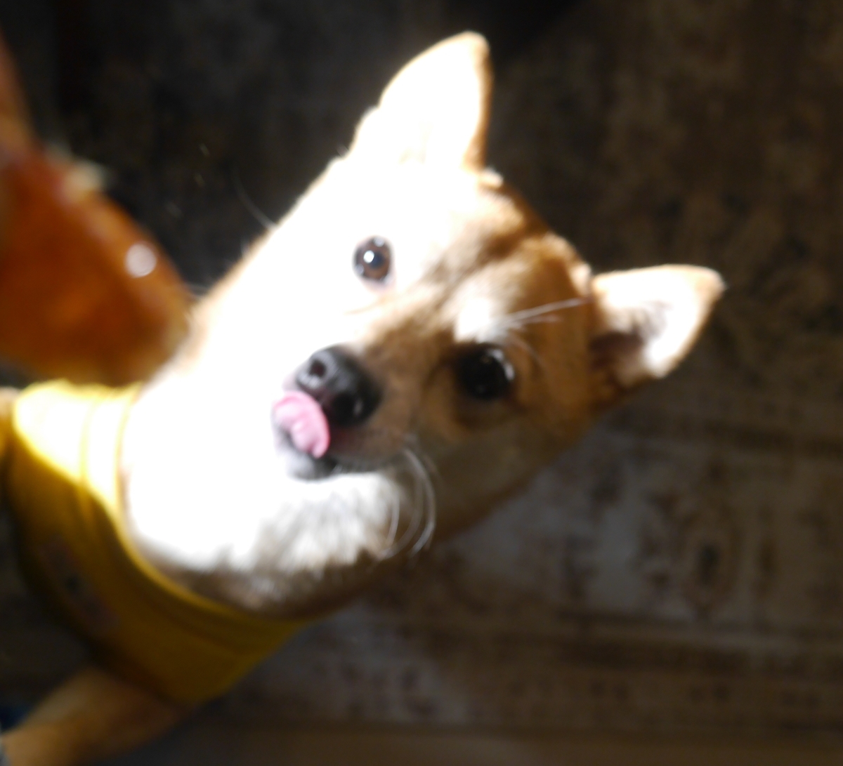 f:id:hanatara:20220206085054j:plain