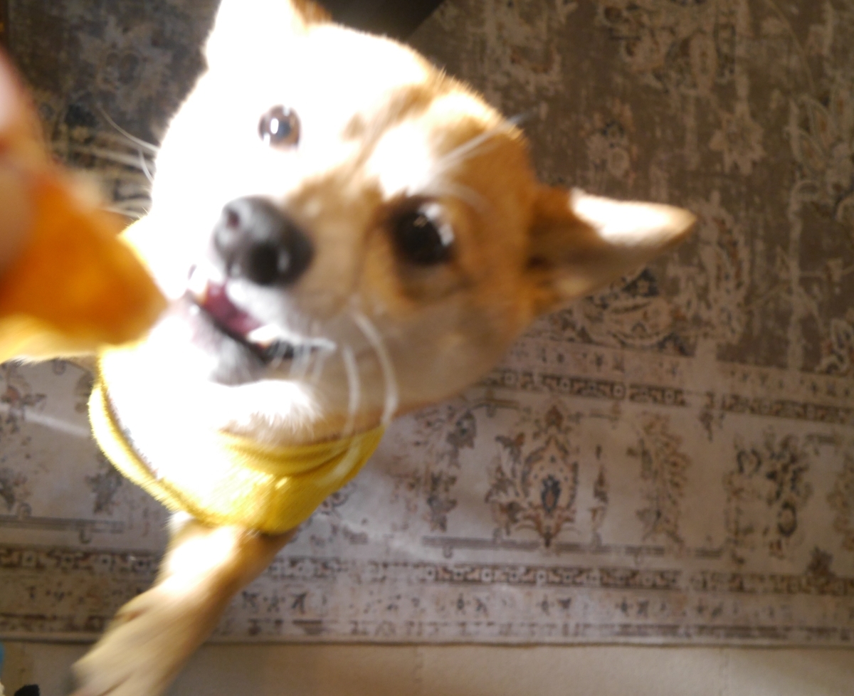 f:id:hanatara:20220206085115j:plain