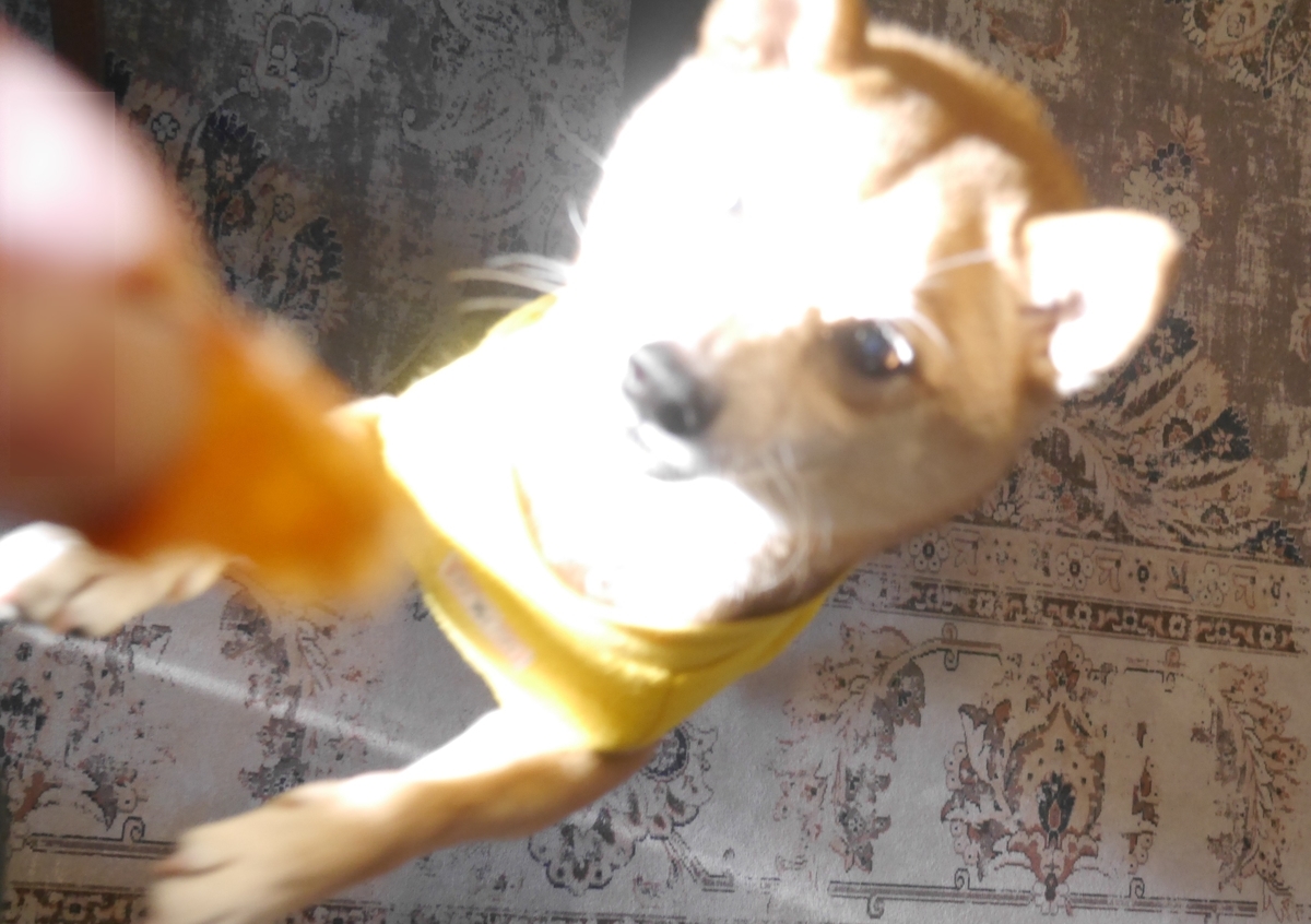 f:id:hanatara:20220206085322j:plain